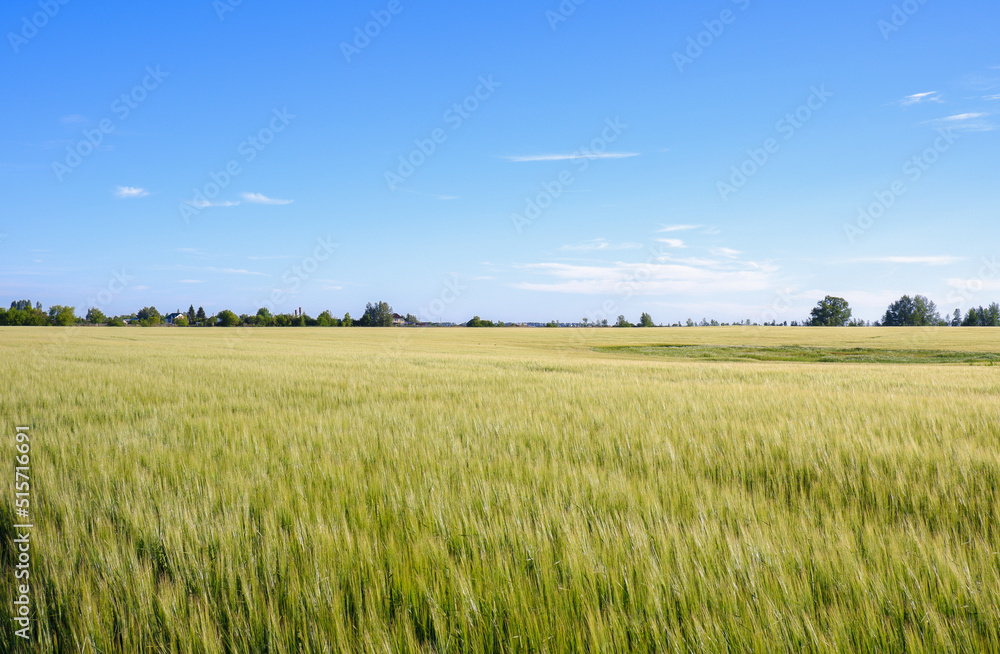 Rural landscape with wheat field, blue sky and village houses in the distance. Rural landscape with wheat field, blue sky and village houses in the distance.