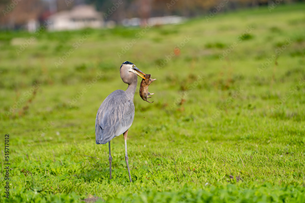 Fototapeta premium Great blue heron (Ardea cinerea) caught a gopher. Wildlife photography. 
