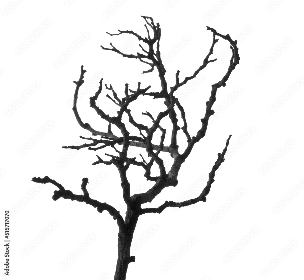 Dry branch of dead tree isolated on white background. Close up of dry branch. Dry wooden stick from the forest. Dry branch of dead tree isolated on white background. Close up of dry branch. Dry wooden stick from the forest.