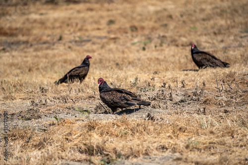 Three Turkey vulture (Cathartes aura) sitting on the ground in dry grass.