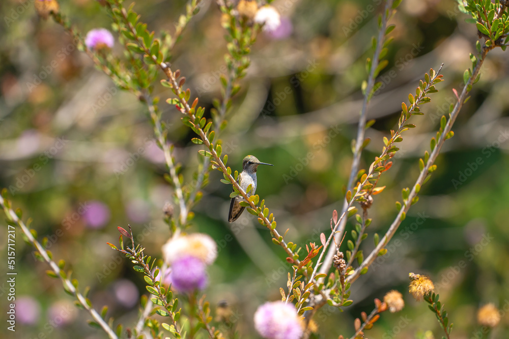 Hummingbird (Calypte Anna) sits on a branch of a flowering bush. Hummingbird (Calypte Anna) sits on a branch of a flowering bush.