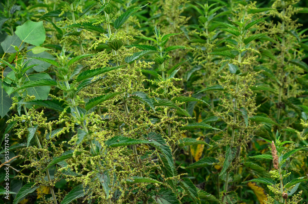 Overgrown nettles Urtica dioica . Overgrown nettles Urtica dioica .
