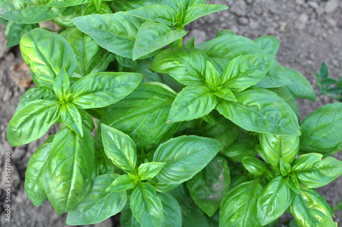 Basil grows in the garden