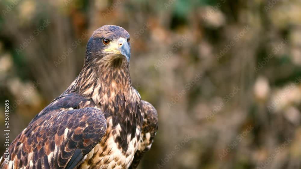Portrait of a juvenile Bald Eagle. Bald Eagle's heads don't turn white until they're 4 or 5 years old. Portrait of a juvenile Bald Eagle. Bald Eagle's heads don't turn white until they're 4 or 5 years old.