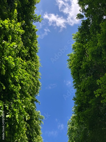 trees and sky © Mentall Wellness