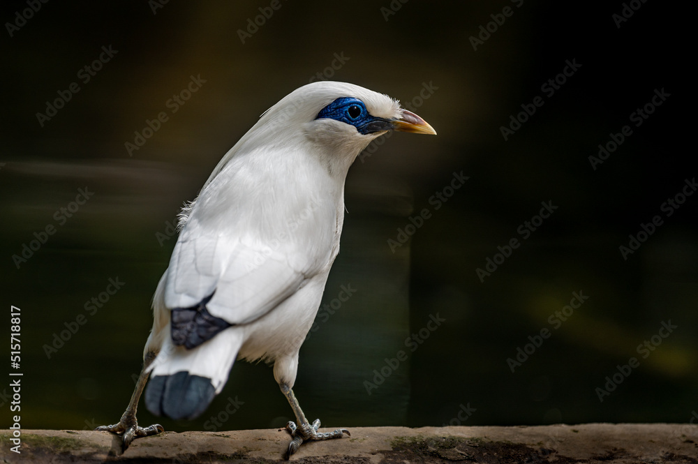 Obraz premium White bird perching. Bali myna. Leucopsar rothschildi. Rothschild's mynah. Bali starling. Bali mynah. Jalak Bali.