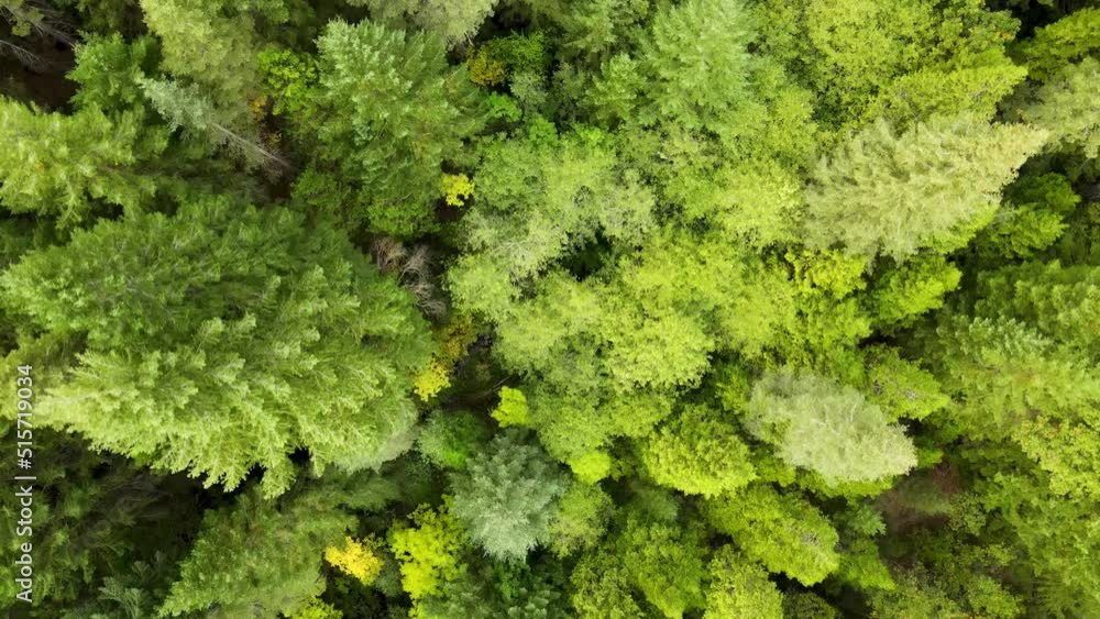 Flying over a mountainside pine forest in Northern California Flying over a mountainside pine forest in Northern California