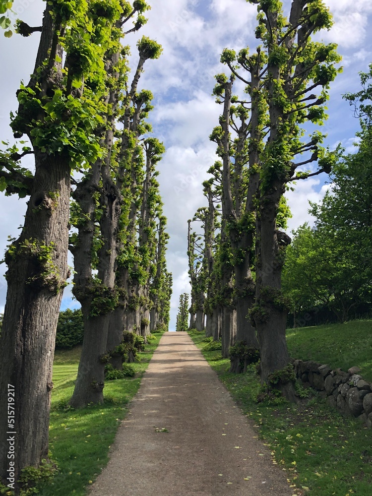 Obraz premium alley in the park