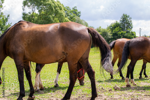 grazing horses on a sunny day