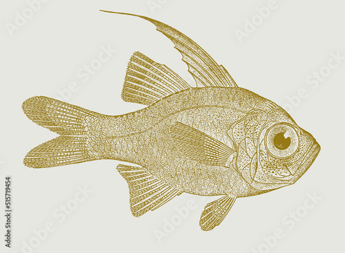 Threadfin cardinalfish zoramia leptacantha, tropical mouthbrooder fish in side view
