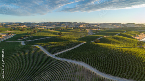 Large vineyard over rolling hills of Paso Robles, California shot from a drone point of view with warm sunset and contrasting shadows.
