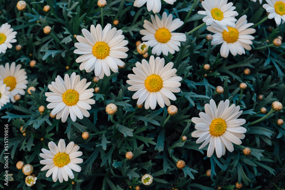 Fototapeta premium Beautiful natural background with blooming flowers. Floral summer texture.