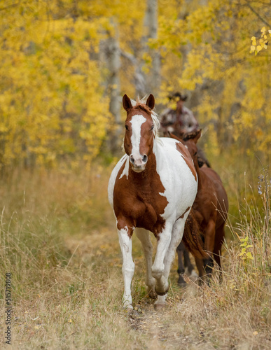 A colorful horse in Autumn color