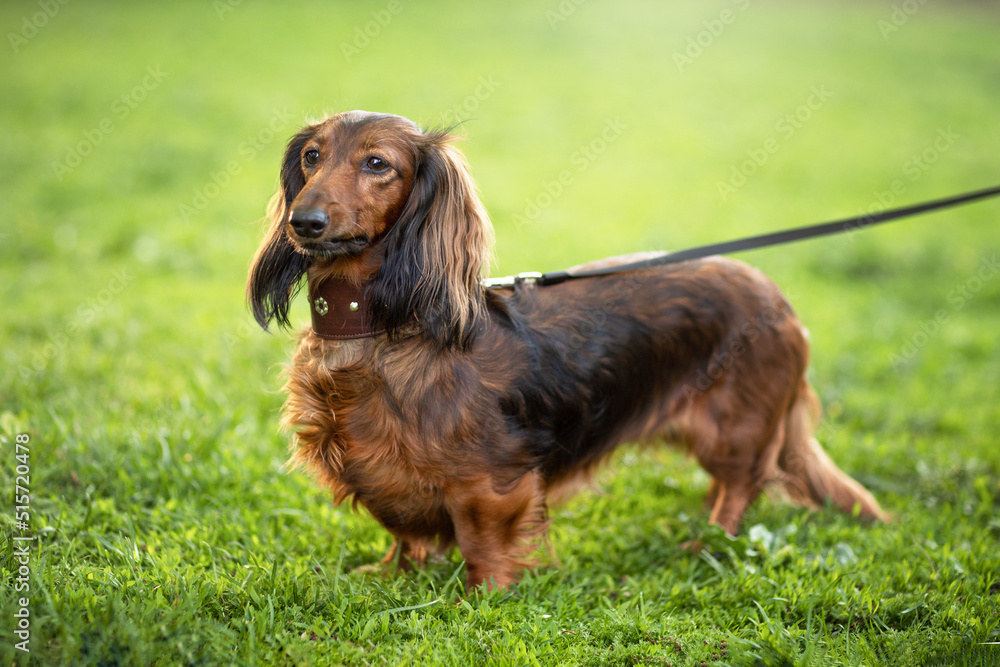 red dachshund for a walk, the dog stands on the grass on a leash