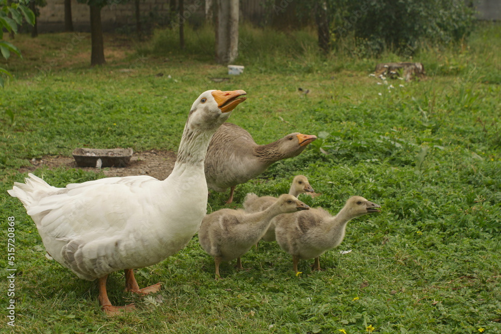 Village Geese Graze On The Lawn. Geese And Goslings Village Geese Graze On The Lawn. Geese And Goslings