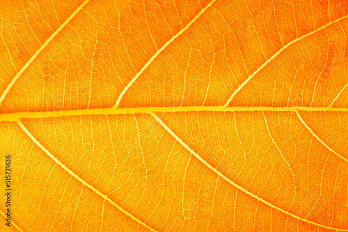 Принти на полотні Texture of a orange leaf as backgroun