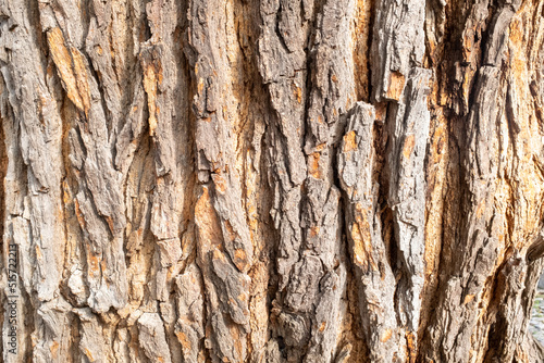 Background of brown tree bark, close-up. Relief natural texture of trunk of tree for publication, screensaver, wallpaper, postcard, poster, banner, cover, website, post