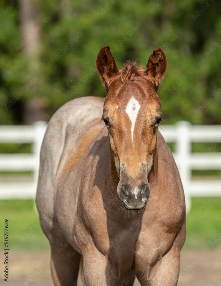 filly, horse, equine, portrait, filly, horse, equine, portrait,