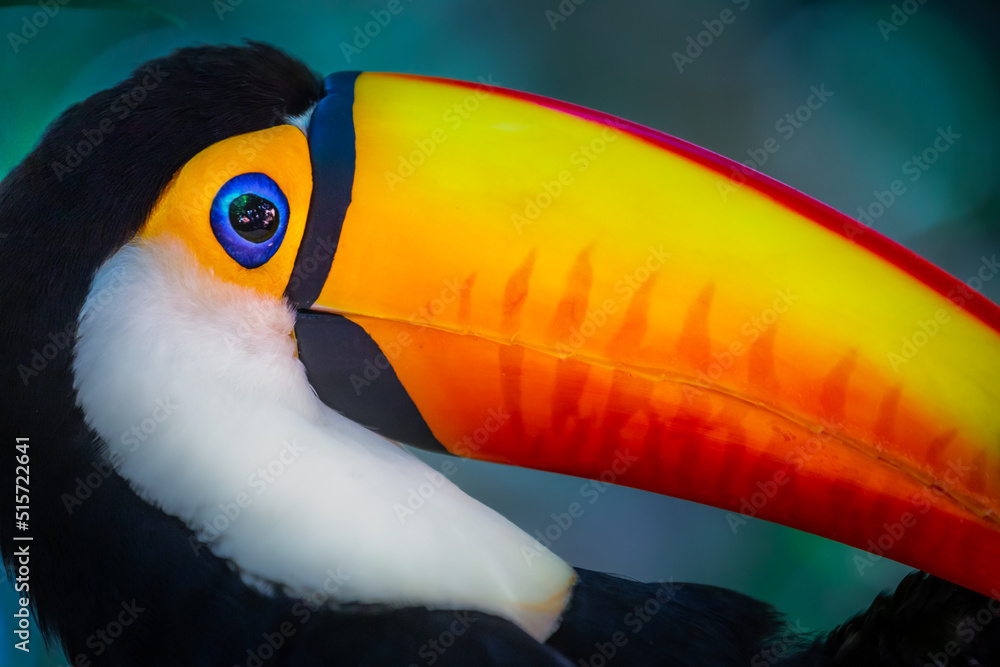 Obraz premium Colorful Toco Toucan tropical bird in Pantanal, Brazil