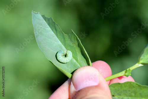 Caterpillar of moths of the owlet moth family - Noctuidae on a broad bean leaf. photo