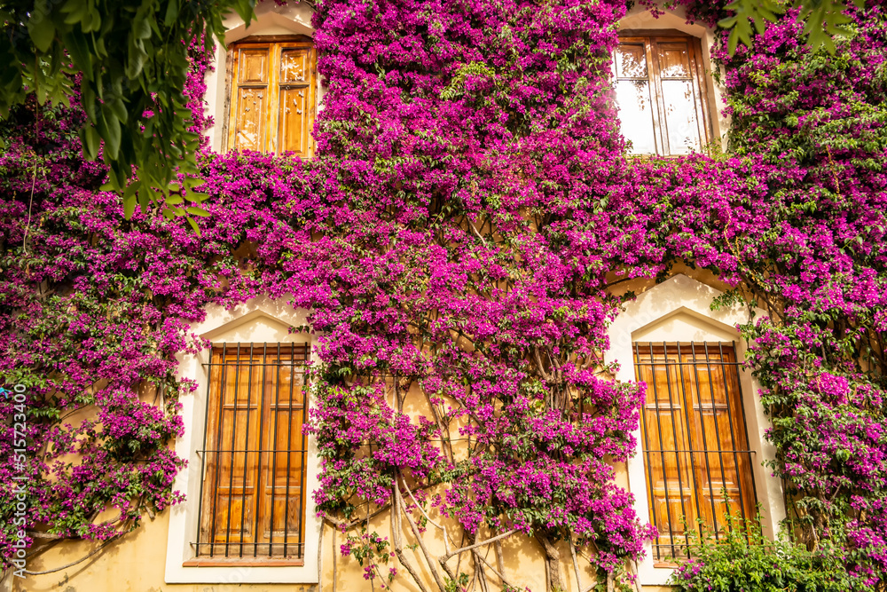 Building of the Real del Viveros gardens in Valencia, with large bougainvillea, Andalusia - Spain