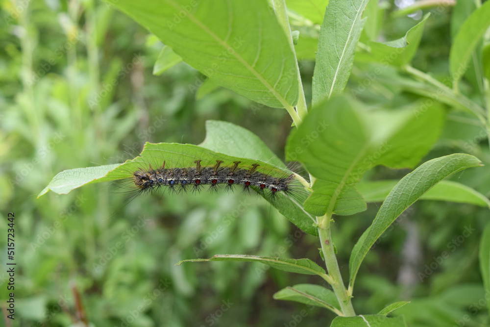 The caterpillar of the unpaired silkworm devours the lower part of the willow leaf