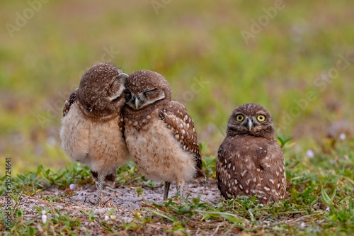 Tow burrowing owl chicks cuddle while a third stares.