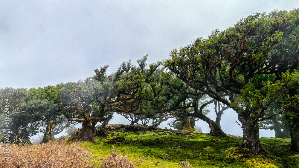 mystischer Lorbeerwald auf Madeira
