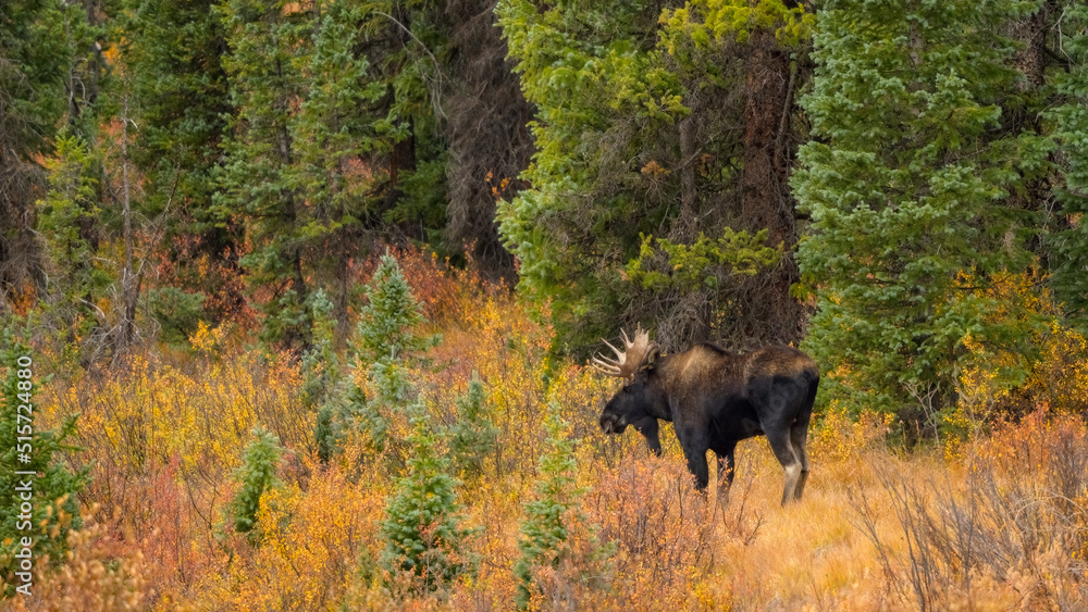 A bull moose in fall colors A bull moose in fall colors