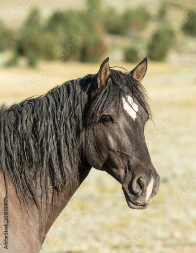 portrait of a mustang horse © FastHorsePhotography