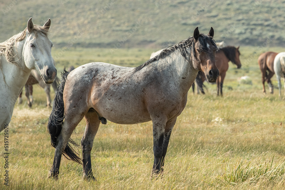 Fototapeta premium Mustang horses