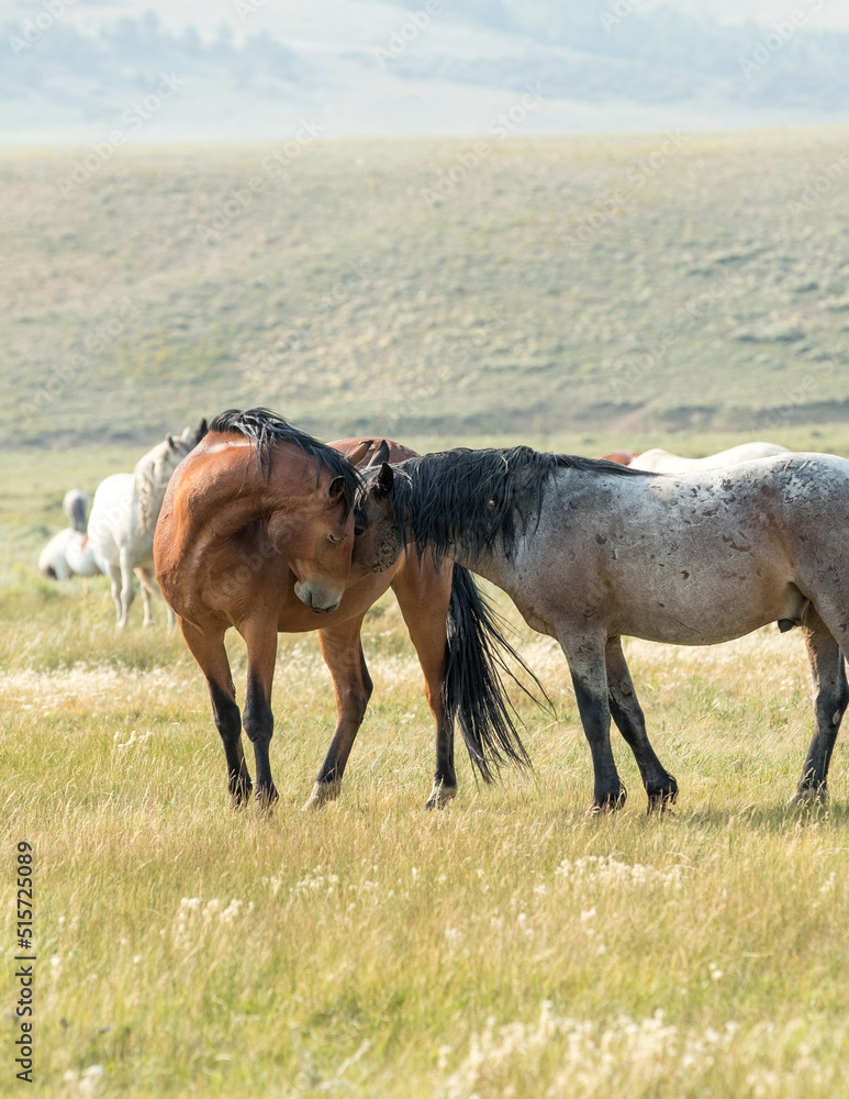 horses in a herd interacting with each other horses in a herd interacting with each other