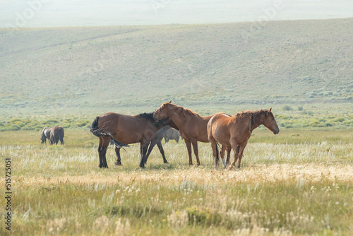 horses in a herd grooming each other © FastHorsePhotography