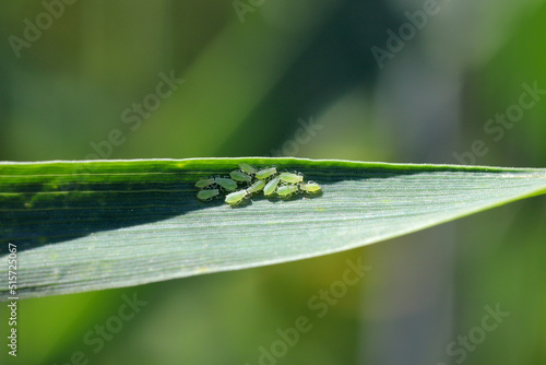 Rose grain aphid Metopolophium dirhodum, colony of wingless specimens on wheat leaf.