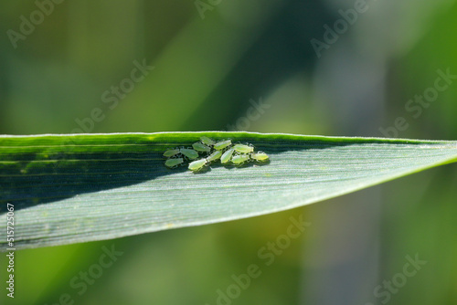 Rose grain aphid Metopolophium dirhodum, colony of wingless specimens on wheat leaf. photo