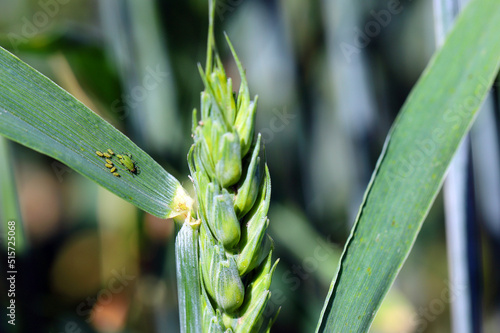 Aphids (winged and wingless) colony on winter cereals in autumn. Important pests and disease vectors (BYDV) - causing by viruses .