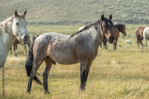 Mustang horses © FastHorsePhotography