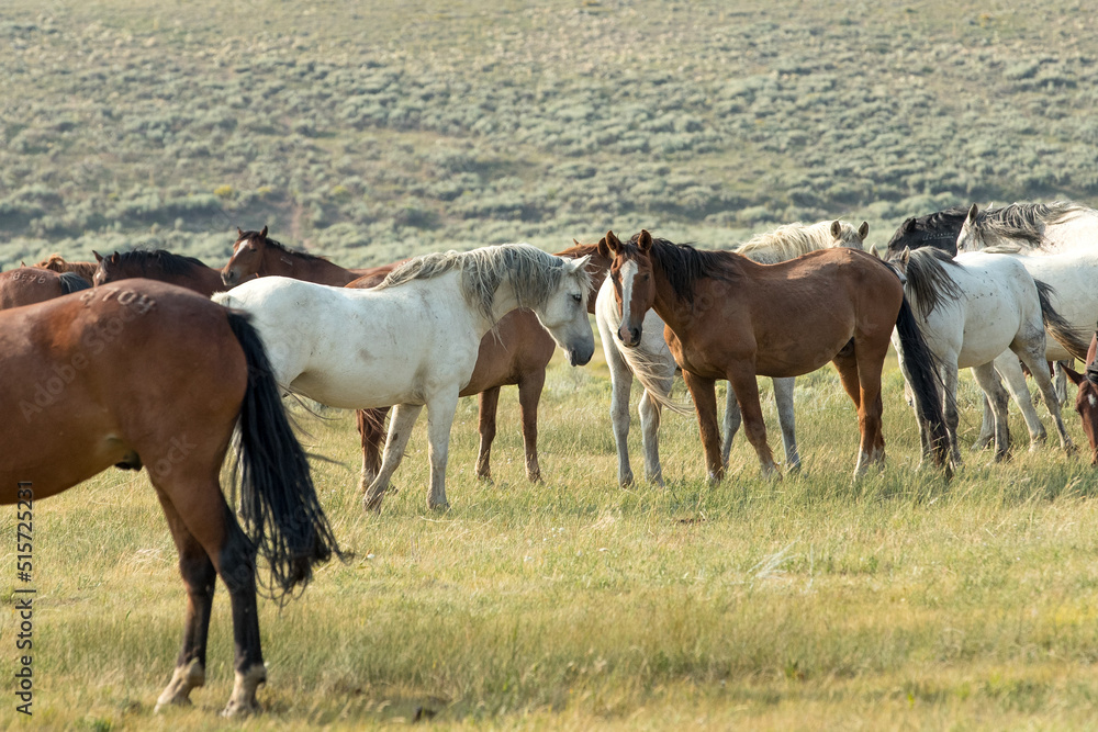 horses in a herd interacting with each other horses in a herd interacting with each other