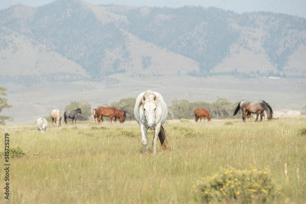 Fototapeta premium Mustang horses
