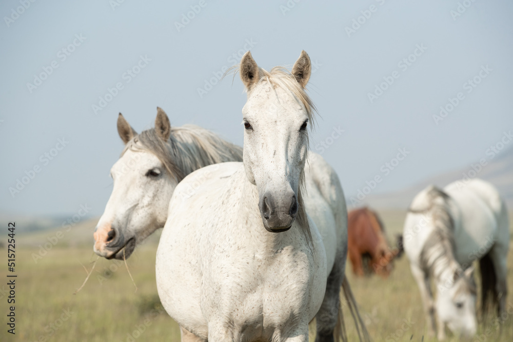 Obraz premium White horses standing together. 
