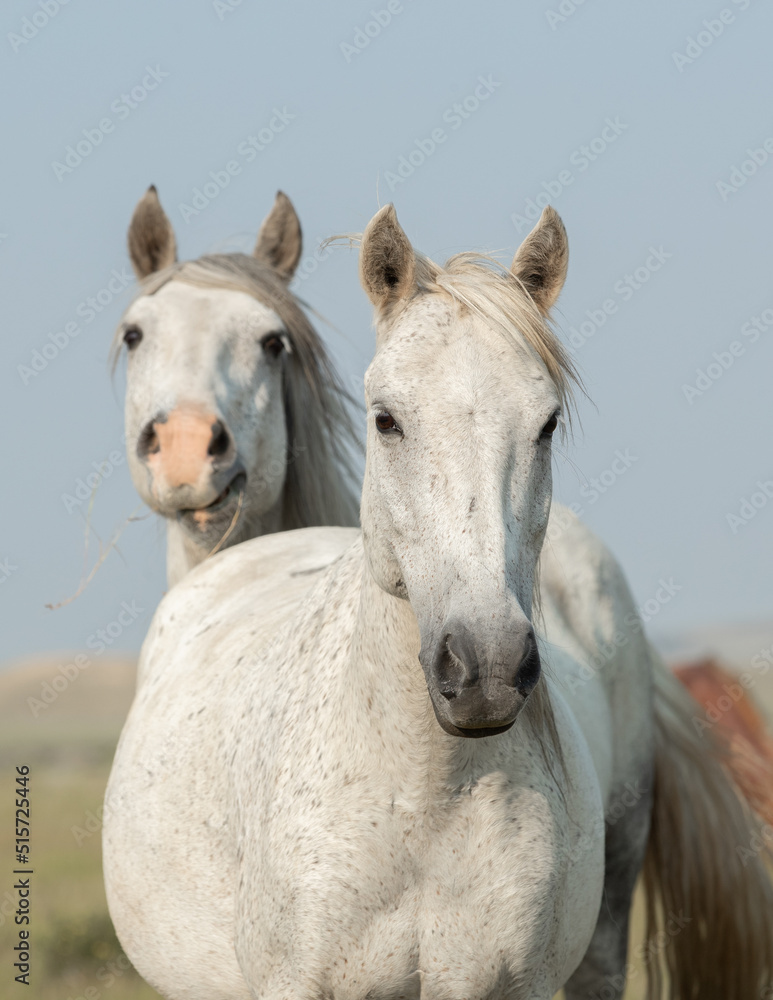 White horses standing together. White horses standing together.