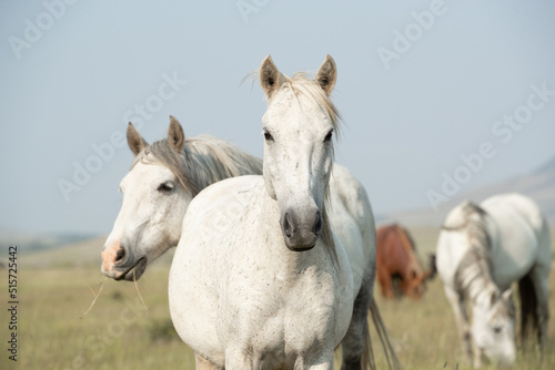 White horses standing together. 