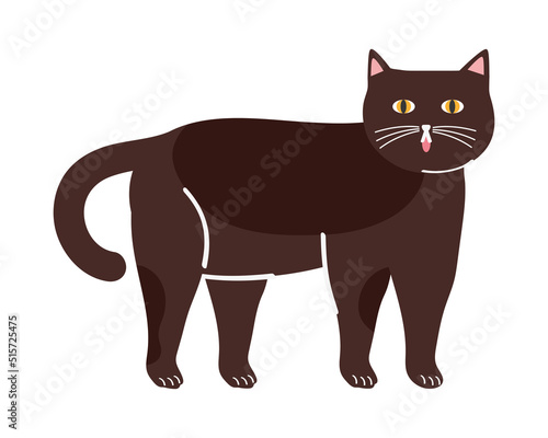 cute brown cat pet