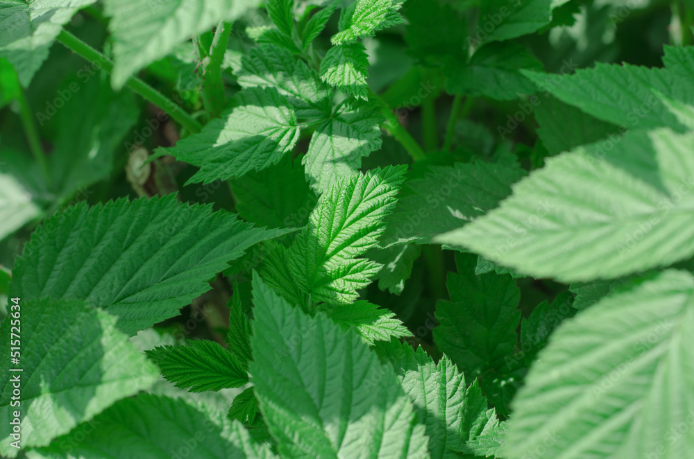 Young sprouts of a raspberry bush. Growing raspberries at home. Gardening concept Young sprouts of a raspberry bush. Growing raspberries at home. Gardening concept