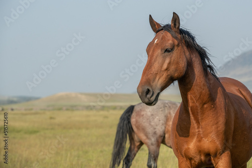 Mustang horse out on the range © FastHorsePhotography