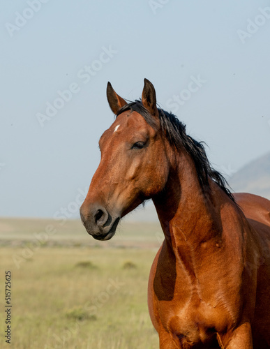 Fototapeta Naklejka Na Ścianę i Meble -  Mustang horse out on the range