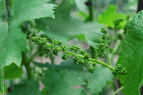 Young bunch of grapes before flowering. Flowering of grapes. Gardening concept