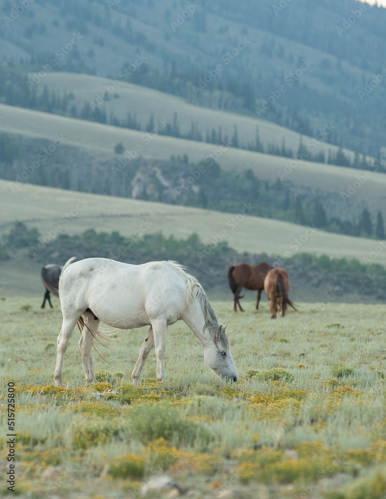 Obraz premium Mustang horses