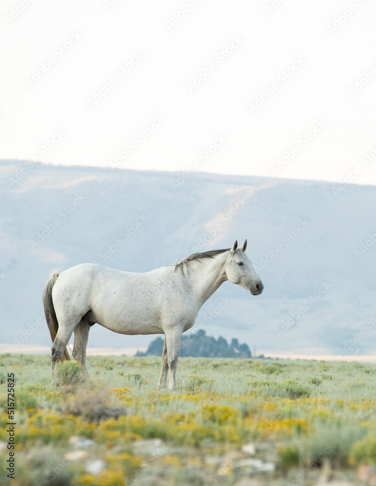 Mustang horse out on the range Mustang horse out on the range
