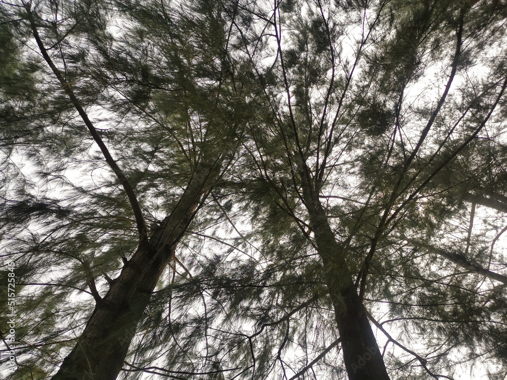 Fototapeta premium trees in the woods